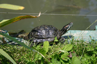 kornjača (Foto: Zoološki vrt grada Zagreba)