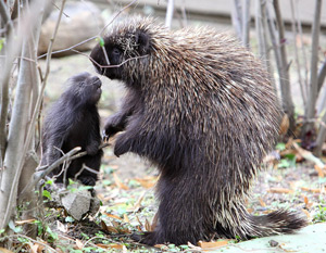 dikobrazi (Foto: Zoološki vrt grada Zagreba)