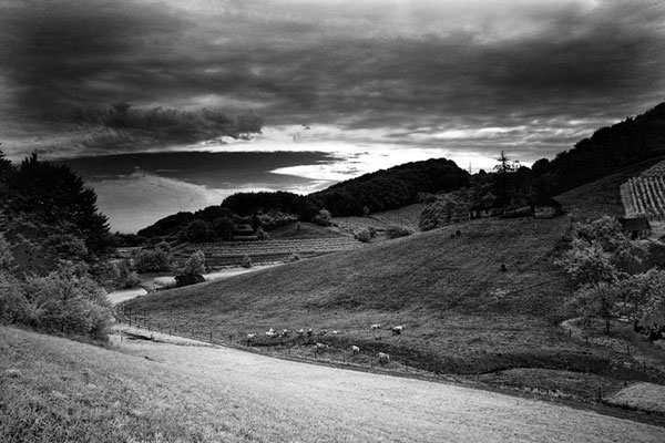 Vinko Šebrek, Nocturno Vinko Šebrek, Nocturno