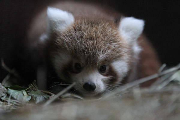 crvena panda treba ime (Foto: ZOO grada Zagreba)
