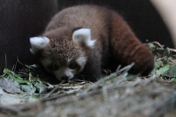 crvena panda treba ime (Foto: ZOO grada Zagreba)