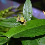Foto:http://zgzoo.com/
