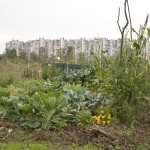 Foto: Urbani Vrt Sopot