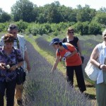 Foto: galbanum-lavanda
