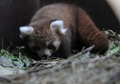 Traži se ime za mladunca crvenih pandi maldunac crvenih panda (Foto: ZOO grada Zagreba)