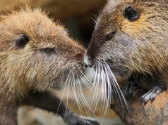 Nova Zoolimpijada! Zoološki vrt Zagreb organizirao "seksi ture"
