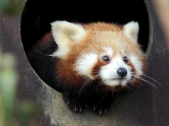 Zoološki vrt Grada Zagreba uči osnovnoškolce kako štititi prirodu Crvena panda - Kako štititi prirodu u ZOO Zagreb