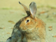 Uskrsni ponedjeljak u Zoološkom vrtu grada Zagreba Uskrsni ponedjeljak u ZOO-u