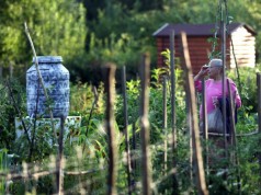 Urbani vrtovi pomažu mentalnom zdravlju Gradski vrt Savica