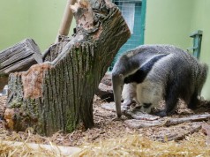 Maksimirski mravojed se zove – Oliver! Mravojed