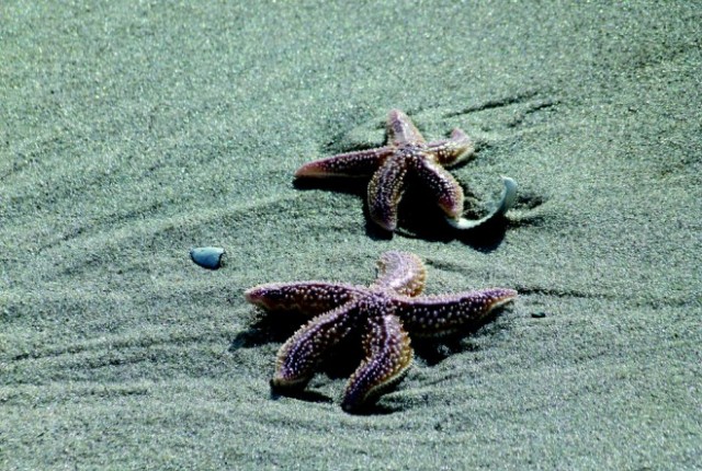 seastar-331878_1920