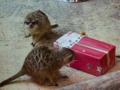 ZG Zoo: Božićni darovi za životinje