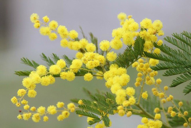 mimosa-2970960_960_720