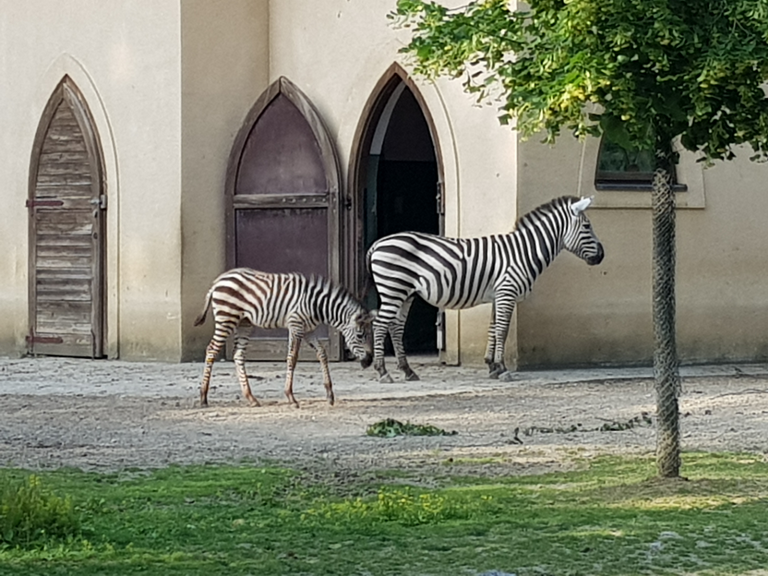 Cheeza se veseli Afričkoj nedjelji