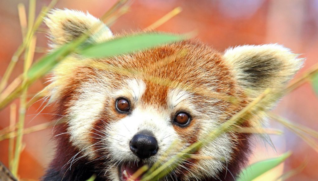 Crvena panda 2