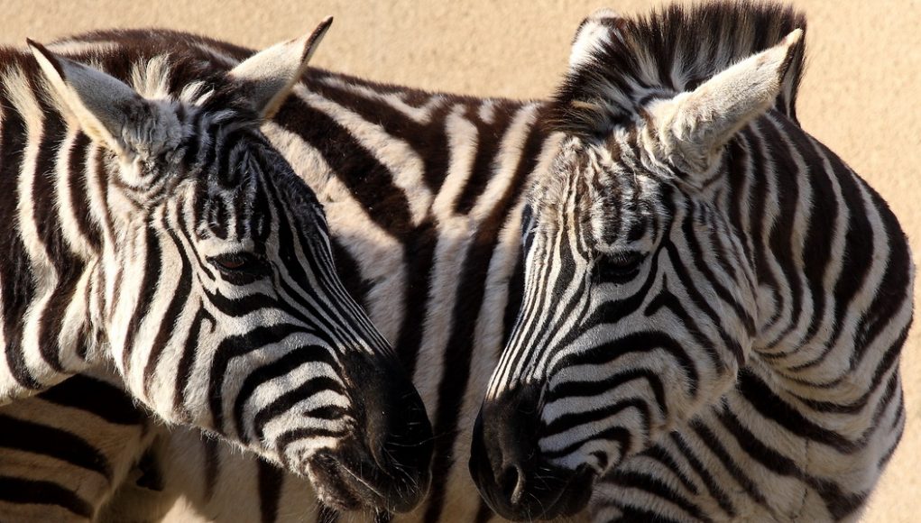 Zebre