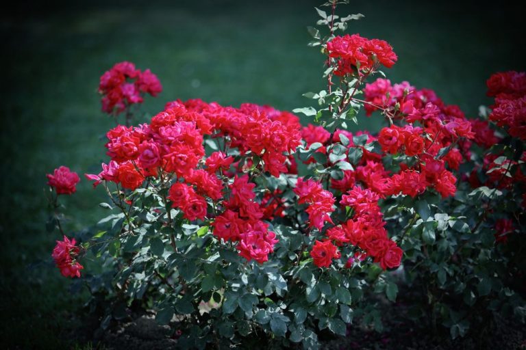 Floraart ponovno okuplja najbolje hrvatske cvjetne umjetnike