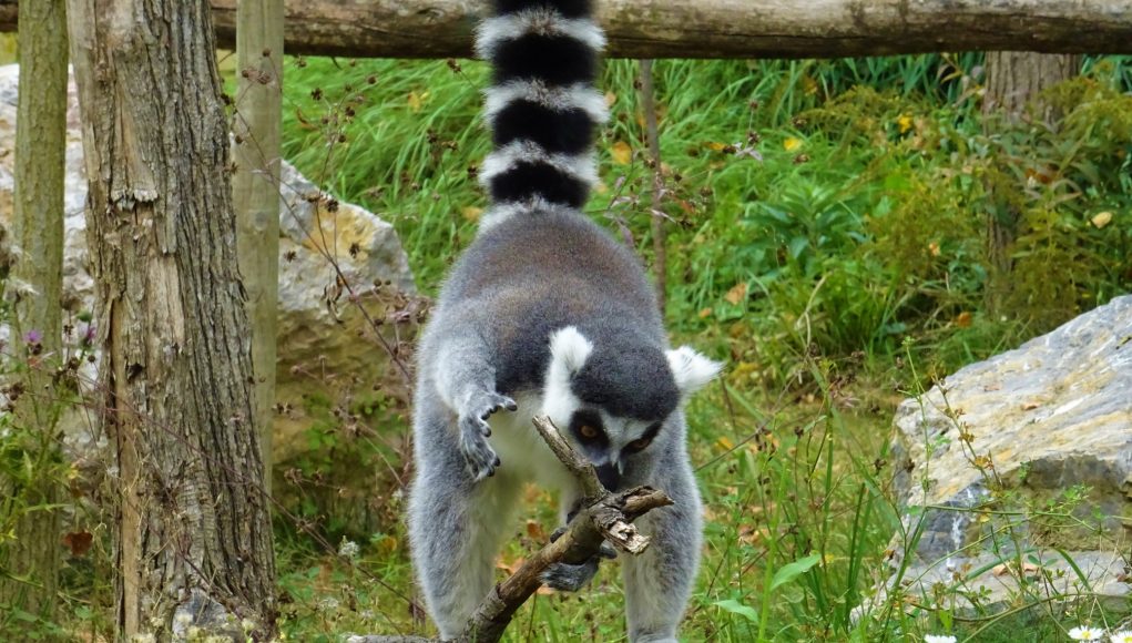 Prstenastorepi lemur