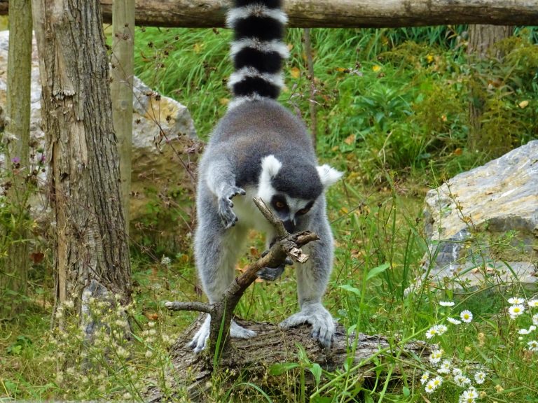 Zekanje u Zoo vrtu: Od tradicije do zabavnih sadržaja nadahnutih pisanicama i zečevima