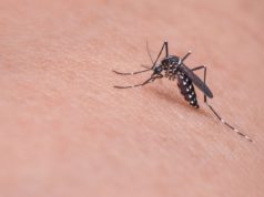 Dezinsekcija komaraca – prijave građana
