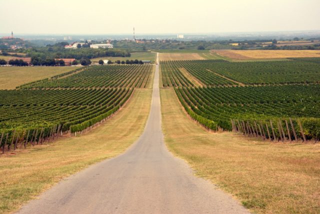 LIONS VINOGRAD DOBROTE 2