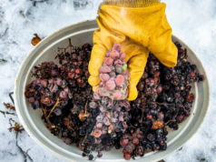 Vrhunac vinogradarske sezone – ledena berba traminca vinarije Kutjevo na vinogradarskom položaju Hrnjevac ledena berba