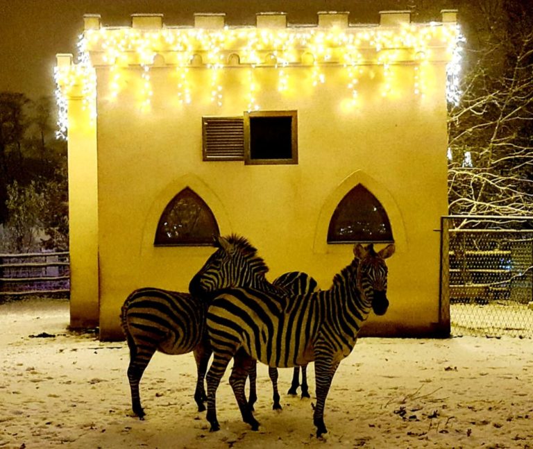Više od 40.400 građana uživalo u Polarnom adventu u Divljem srcu grada