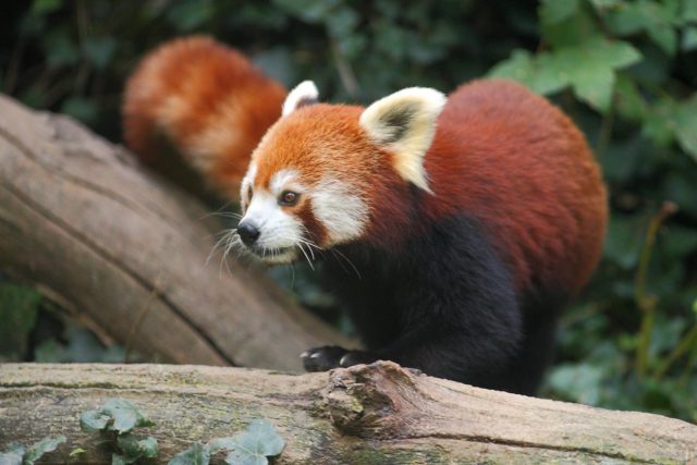 Crvena panda