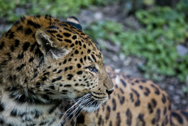 Kineski leopard 2