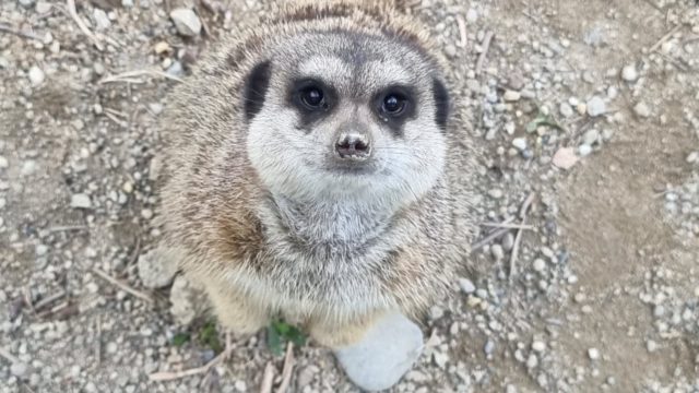 Noćni safari u Zoo vrtu (4)