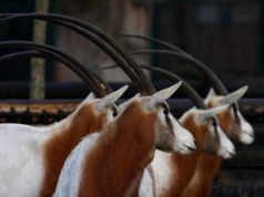Međunarodni dan biološke raznolikosti