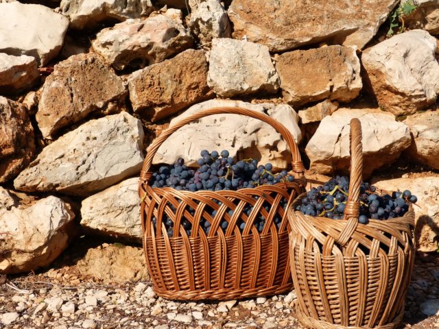 Wine by Andrea Sain (5) TZ Orebic