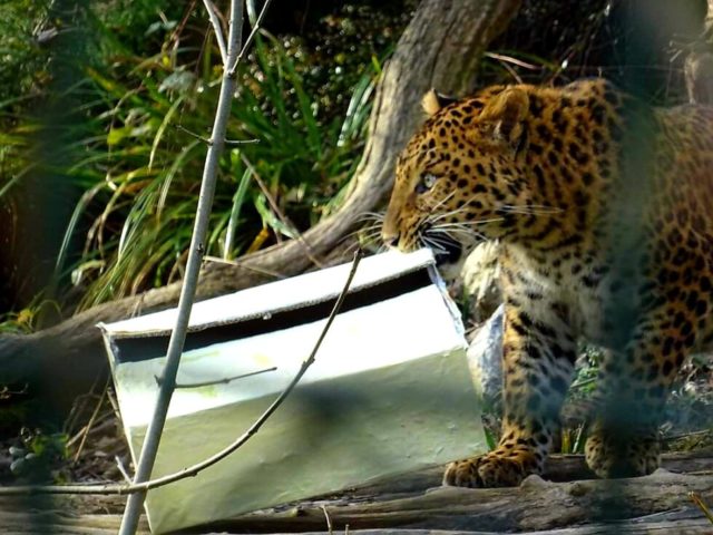 Kineski leopard