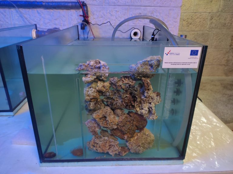 Integrirani sustav uzgoja alternativnih vrsta školjkaša u uvjetima klimatskih promjena