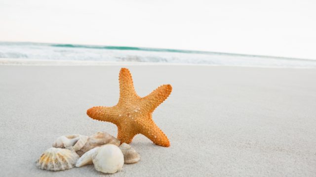 starfish-shells-sand (1)