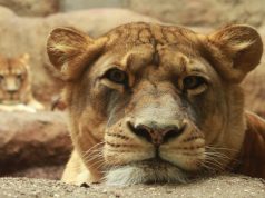 Za školske se praznike priprema Zoo Avantura