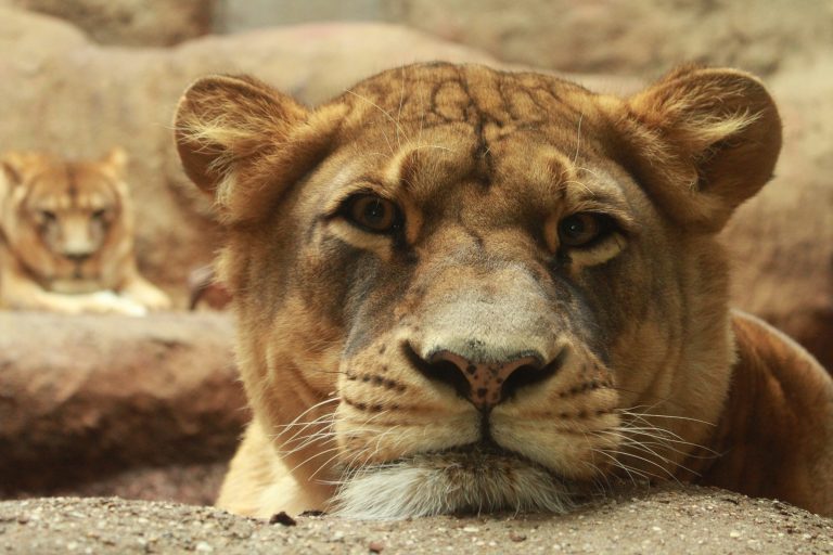 Za školske se praznike priprema Zoo Avantura