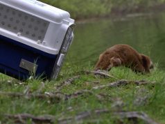 Veliki dan za vidru iz Oporavilišta za divlje životinje Zoološkog vrta Grada Zagreba