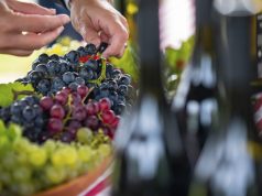 Broji se sitno do najekskluzivnijeg vinskog festivala Slavonija i Podravina, wine not!?
