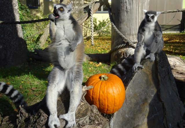 Lemuri i bundeva