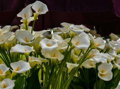 Od 29. svibnja do 2. lipnja u parku Bundek održat će se 58. Međunarodna vrtna izložba Floraart