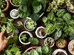 Posjetite 4. Plant Market