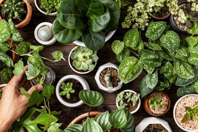 Green houseplant background for plant lovers