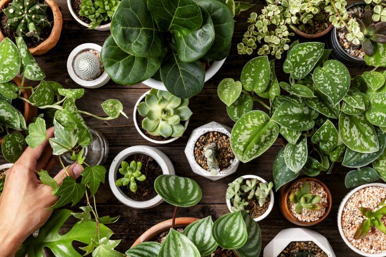 Posjetite 4. Plant Market