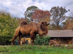 Tijekom drugog dijela zimskih školskih praznika održava se uzbudljiva Zoo avantura