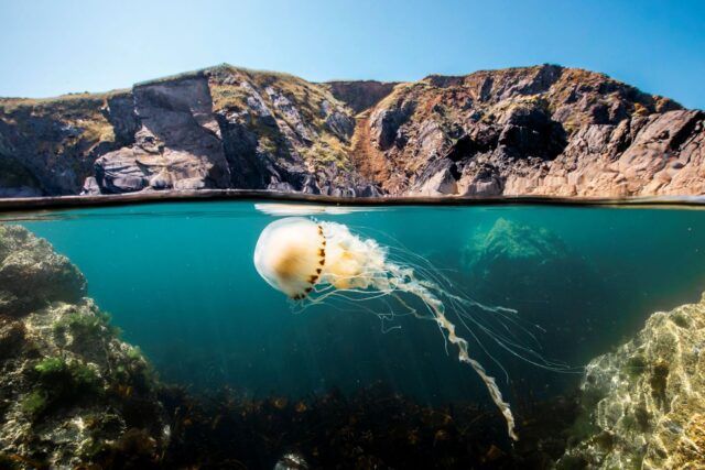 OceanWithDavidAttenborough_012