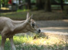 Mala oriksica – nova miljenica djelatnika i posjetitelja Zoološkog vrta Grada Zagreba