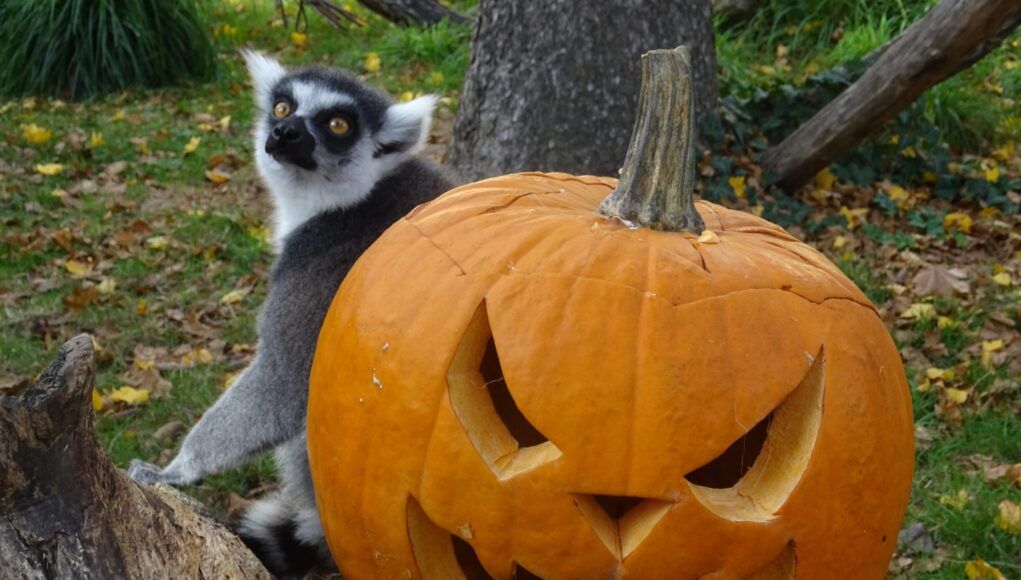 Lemur