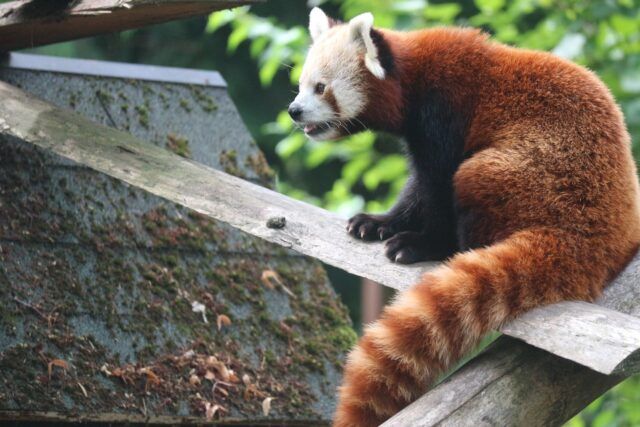 Crveni panda
