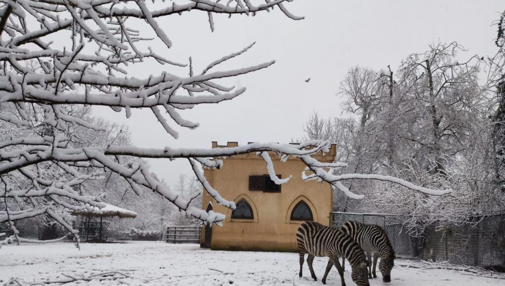 Zebre